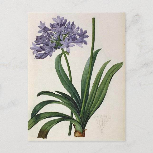 Carte Postale Agapanthus umbrellatus (Devant)