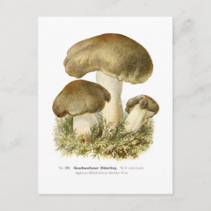 Carte Postale Agaricus tumidus