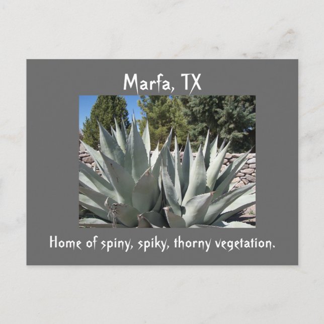Carte Postale Agave Marfa, Texas (Devant)