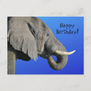 Carte Postale Âge d'éléphant amusant sans pertinence Bleu Joyeux