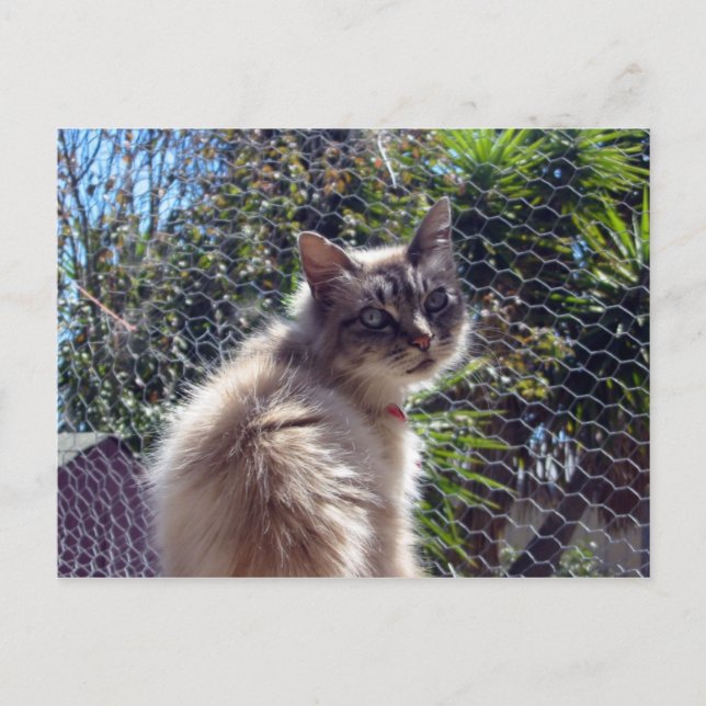 Carte Postale Aggie (Devant)