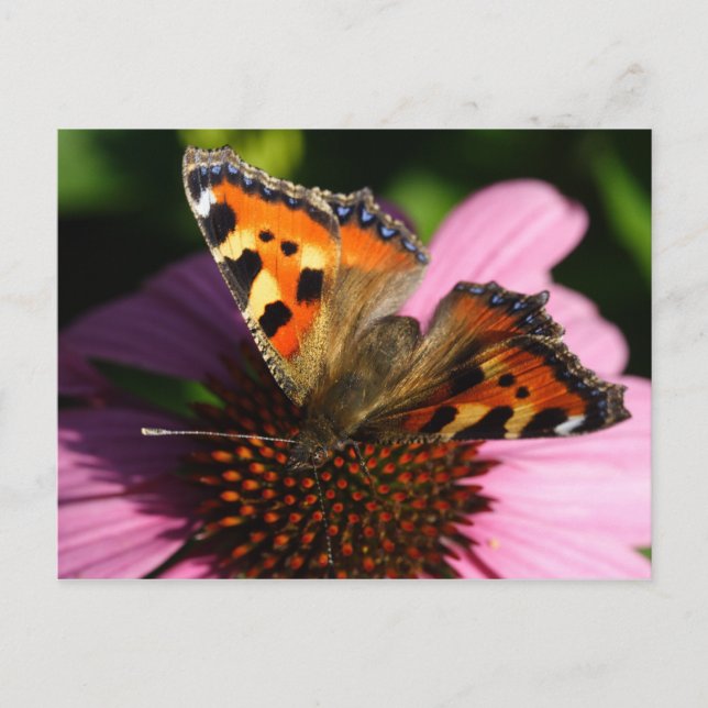 Carte Postale Aglais urticae (Devant)