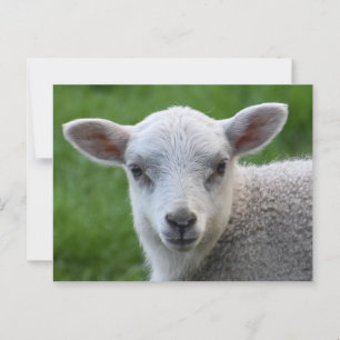 Carte Postale Agneau