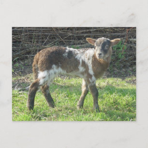 Carte Postale Agneau 2012 : Susanna Duffy