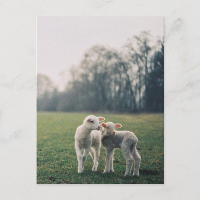 Carte Postale Agneaux (Devant)