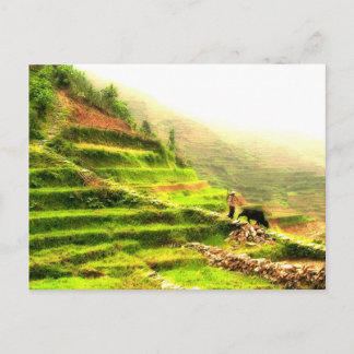 Carte Postale Agriculteur chinois