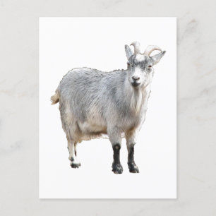 Carte Postale Agritourisme de chèvres gris Nature Photographie
