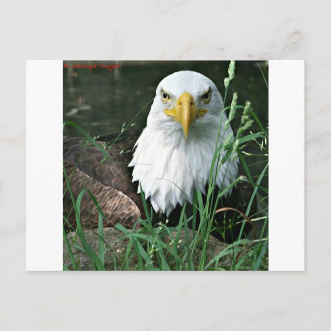 Carte Postale aigle (Devant)