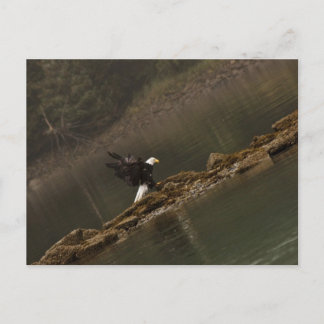 Carte Postale Aigle