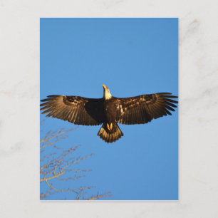 Carte Postale Aigle à tête blanche