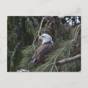 Carte Postale Aigle à tête blanche américaine