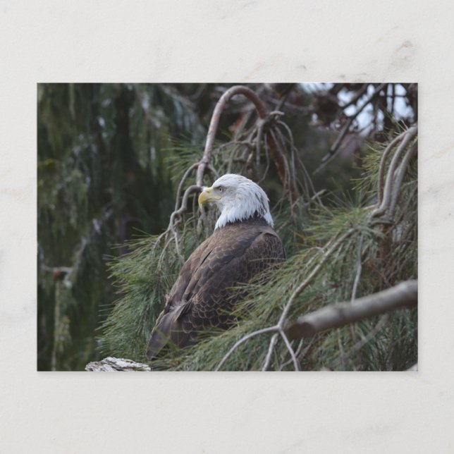 Carte Postale Aigle à tête blanche américaine (Devant)