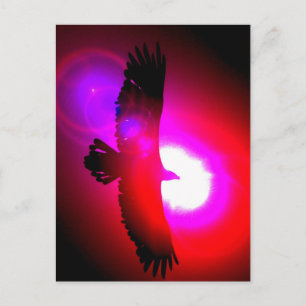 Carte Postale Aigle à tête blanche américaine