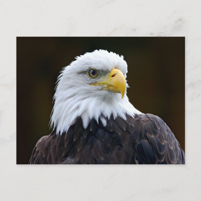 Carte Postale Aigle à tête blanche américaine (Devant)