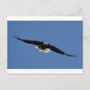Carte Postale Aigle à tête blanche américaine