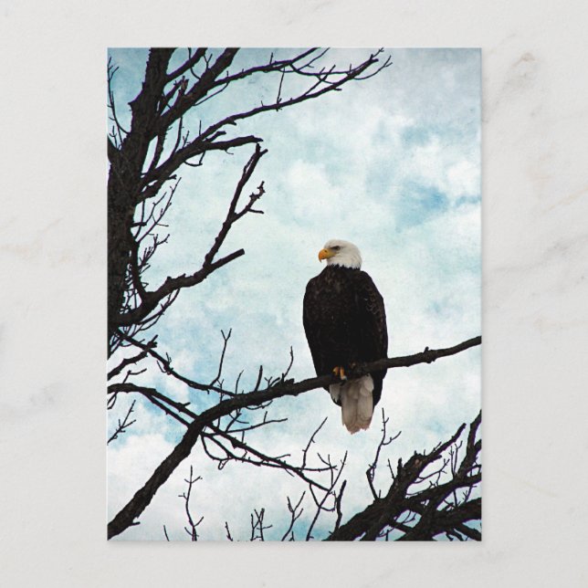 Carte Postale Aigle à tête blanche dans un arbre avec ciel bleu  (Devant)