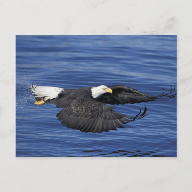 Carte Postale Aigle à tête blanche de la péninsule de Kenai, Ala (Devant)