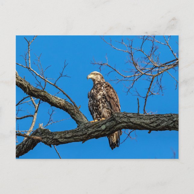 Carte Postale Aigle à tête blanche immature en Peekskill, NY (Devant)