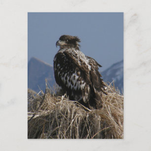 Carte Postale Aigle à tête blanche juvénile au bord du rivage