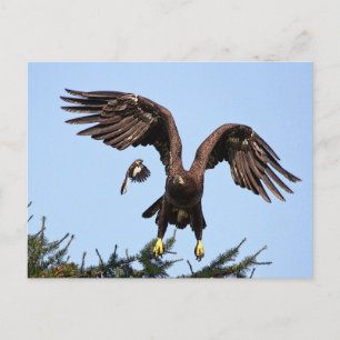 Carte Postale Aigle à tête blanche juvénile décolle