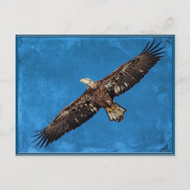 Carte Postale Aigle à tête blanche juvénile en vol (Devant)