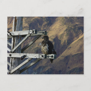 Carte Postale Aigle à tête blanche juvénile sur un poteau téléph