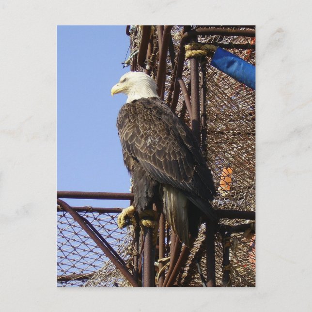Carte Postale Aigle à tête blanche perché sur des pots de crabe (Devant)