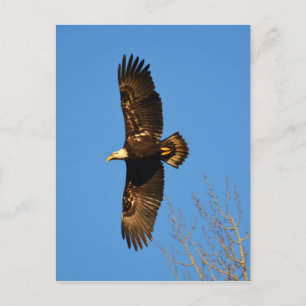Carte Postale Aigle à tête blanche qui s'envole au-dessus des ar