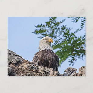 Carte Postale Aigle à tête blanche sur une branche d'arbre