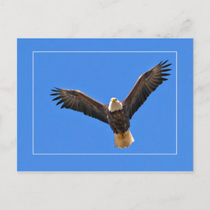 Carte Postale aigle américain