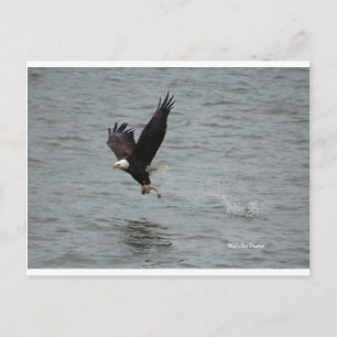 Carte Postale Aigle attrapant un poisson