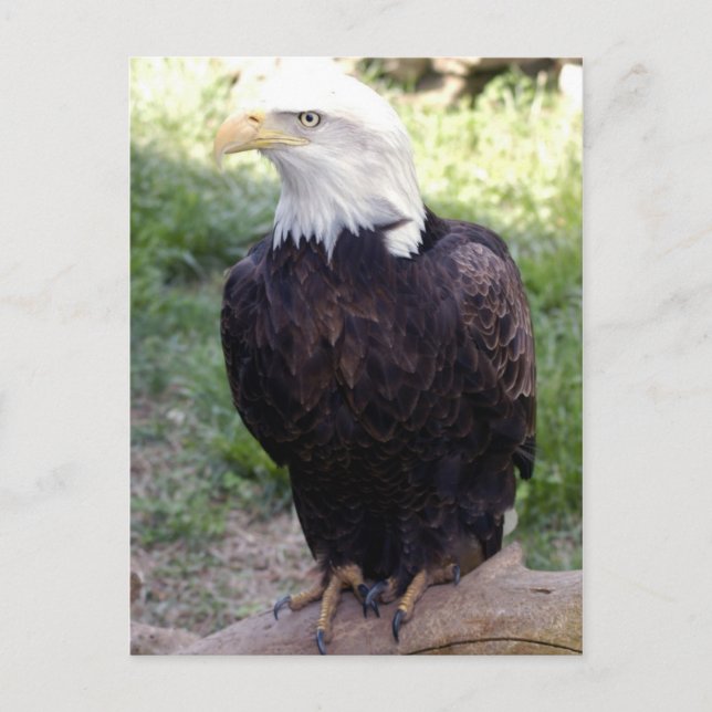Carte Postale aigle bald4x6 (Devant)