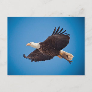 Carte Postale Aigle Balle Avec Poisson
