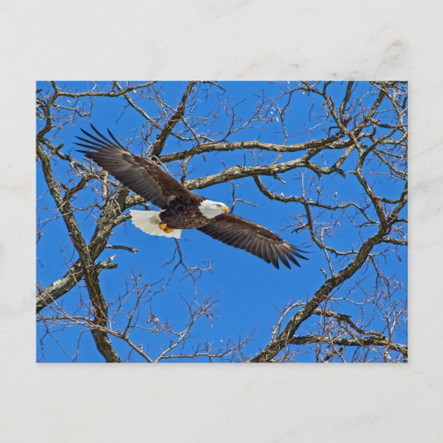 Carte Postale Aigle Balle Sur Bleu (Devant)