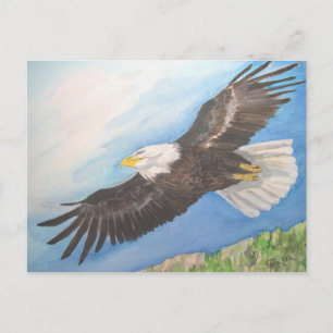Carte Postale Aigle chauve