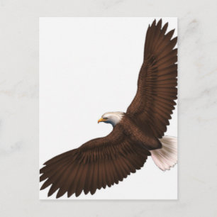 Carte Postale Aigle chauve