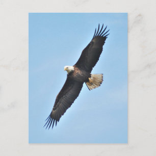 Carte Postale Aigle de Bald