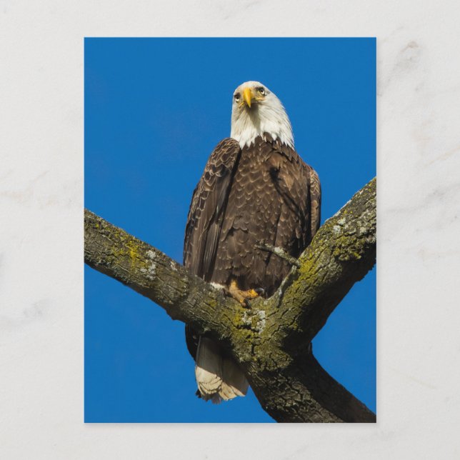 Carte Postale Aigle de Bald (Devant)
