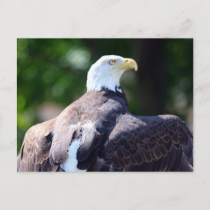 Carte Postale Aigle de Bald