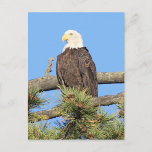 Carte Postale Aigle de Bald