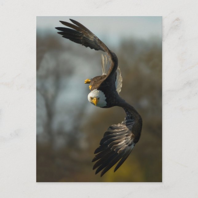Carte Postale Aigle de Bald à la chasse (Devant)
