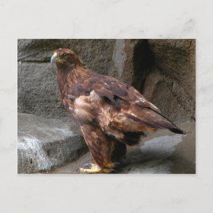 Carte Postale Aigle d'or