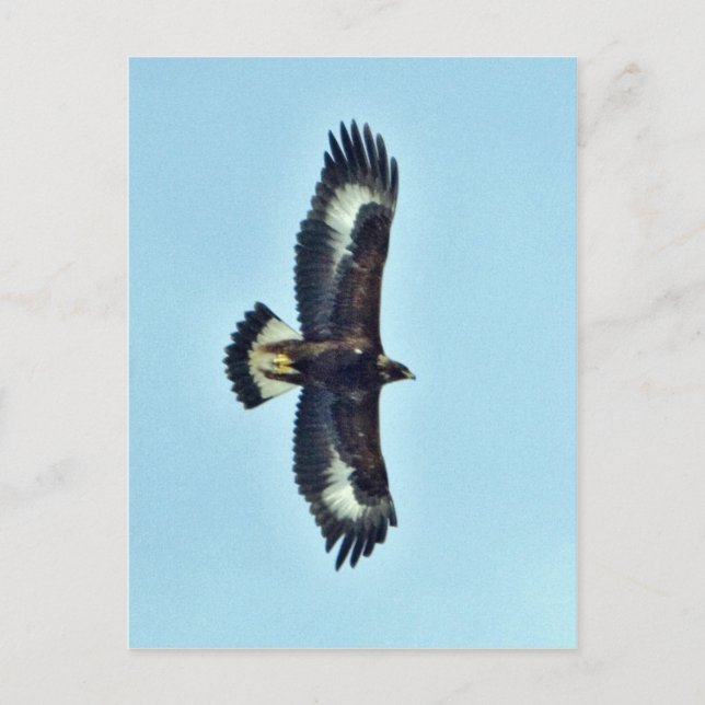 Carte Postale Aigle d'or en vol (Devant)