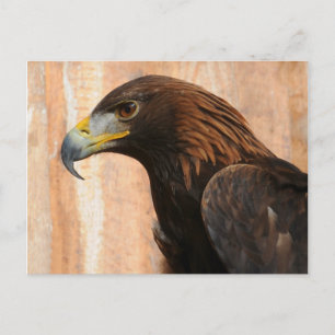 Carte Postale Aigle d'or (oiseau)