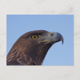 Carte Postale Aigle doré