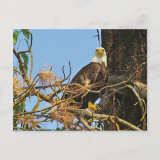 Carte Postale Aigle du fleuve Kettle
