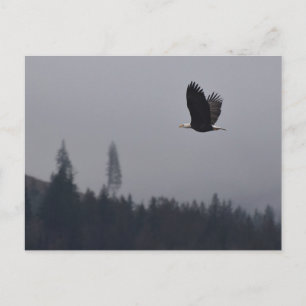 Carte Postale aigle en plein vol