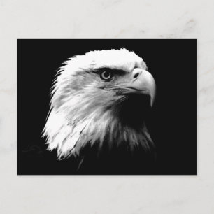 Carte postale Aigle Noir et Blanc