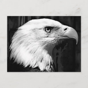 Carte Postale Aigle noir et blanc