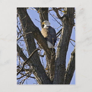 Carte Postale Aigle taupe perché dans l'arbre